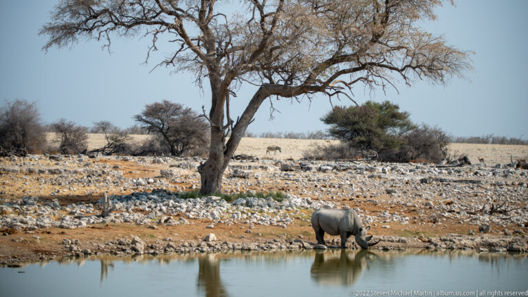 Black rhinoceros drinking at the waterhole beneath a tall tree, surrounded by dry rocky woodland and open ground.