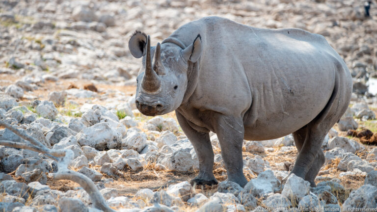 Black rhinoceros walking toward the camera across pale rocks, with both horns and rounded ears clearly visible.