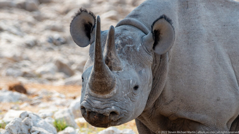Close-up of a black rhinoceros head and shoulder, showing two textured horns, rounded ears, wrinkled skin, and a pointed upper lip.