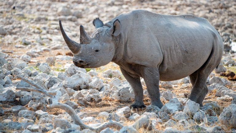 Black rhinoceros standing broadside among pale rocks and dry grass, its head turned slightly toward the camera.
