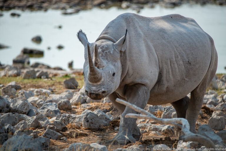 Black rhinoceros walking toward the camera near the waterhole, one foreleg raised and a pale branch crossing the foreground.