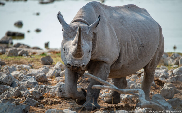 Black rhinoceros walking directly toward the camera, filling the frame with horns, broad chest, and thick legs visible.