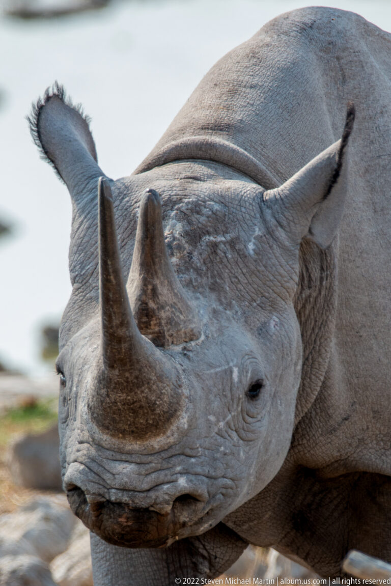 Extreme close-up of a black rhinoceros head, with the long front horn, second horn, eye, ear, and wrinkled skin prominent.