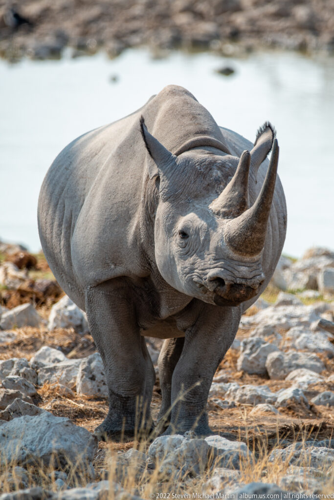 Rhinoceros