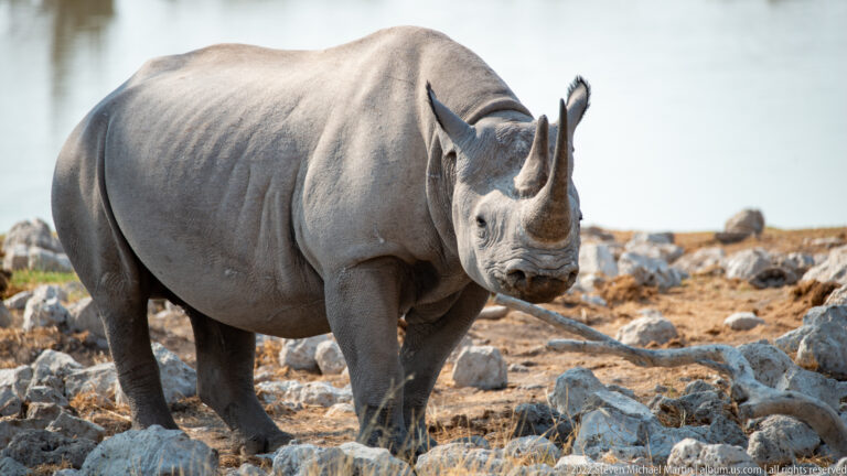 Black rhinoceros standing nearly front-on among pale rocks, with prominent front horn, smaller rear horn, and folded gray skin.