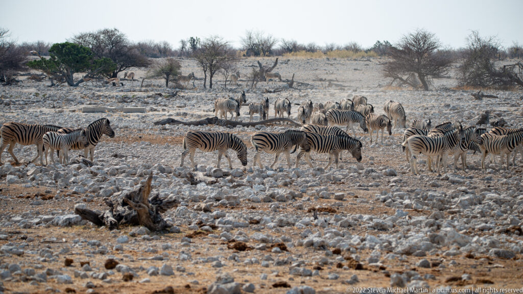 Herd of plains zebras moving across pale rocky ground toward the waterhole, with dry shrubs scattered in the background.