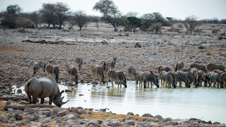 Black rhinoceros drinking at left while a large herd of plains zebras stands and drinks across the waterhole.