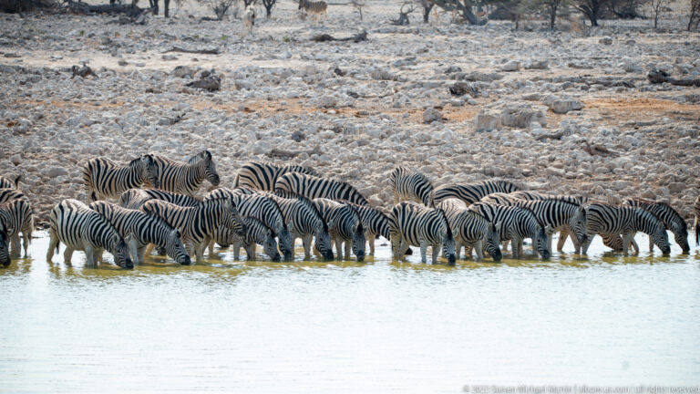 Dense line of plains zebras drinking shoulder to shoulder at the waterhole, with pale rocky ground behind them.
