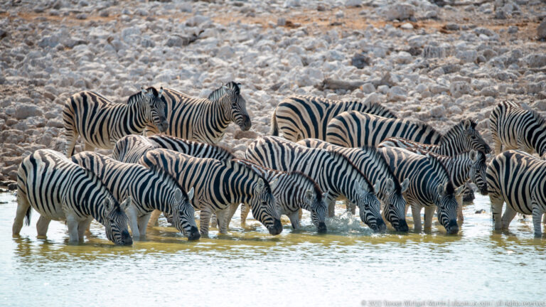 Several plains zebras clustered in shallow water, many bending to drink while others stand upright among the group.