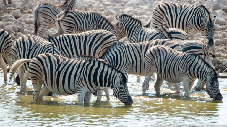 Close cluster of plains zebras standing in shallow water, several with heads lowered to drink and striped bodies overlapping.