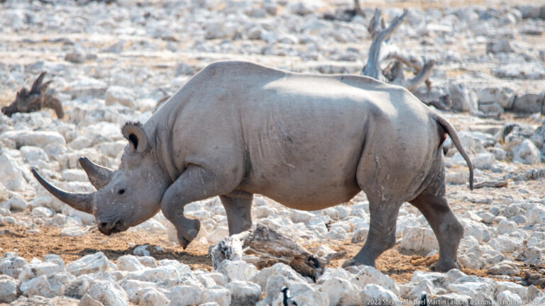 Black rhinoceros walking in side profile across pale rocky ground, with both horns and pointed upper lip clearly visible.