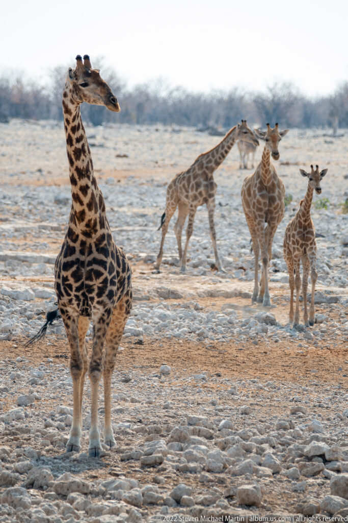 Adult giraffe in the foreground with several other giraffes walking across the pale rocky plain behind it.
