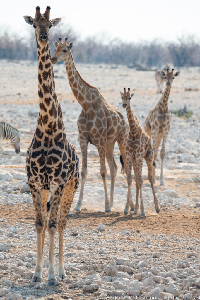 Several giraffes walking together across rocky ground, with a large adult cropped at left and smaller giraffes grouped behind.
