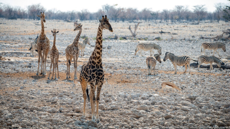 Tall giraffe in the foreground with more giraffes to the left and plains zebras scattered across the rocky background.