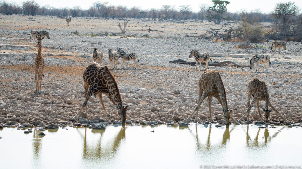 Three giraffes splay their front legs to drink at the waterhole while another giraffe and zebras stand in the background.