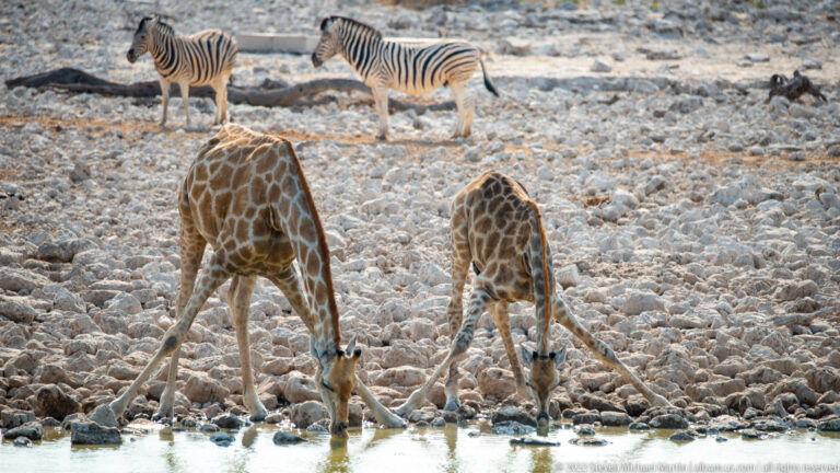 Adult and juvenile giraffe drinking side by side with forelegs spread, while a plains zebra stands on the rocky bank behind.