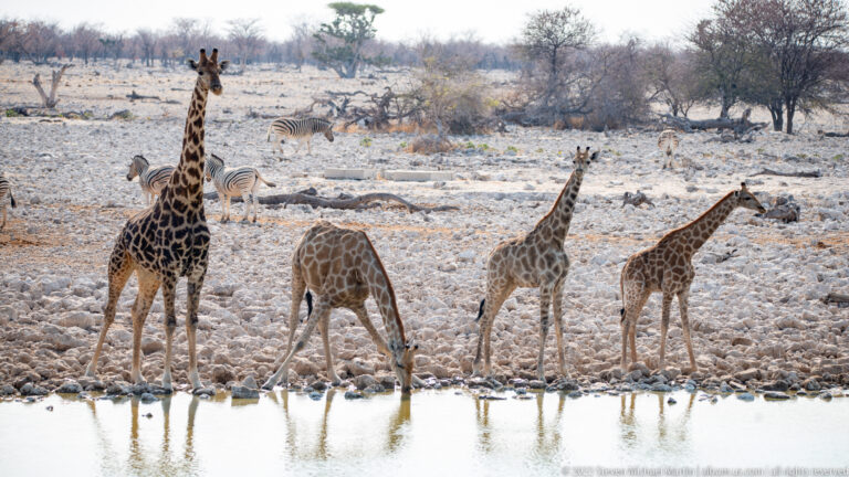 Etosha Okaukuejo Waterhole – Morning