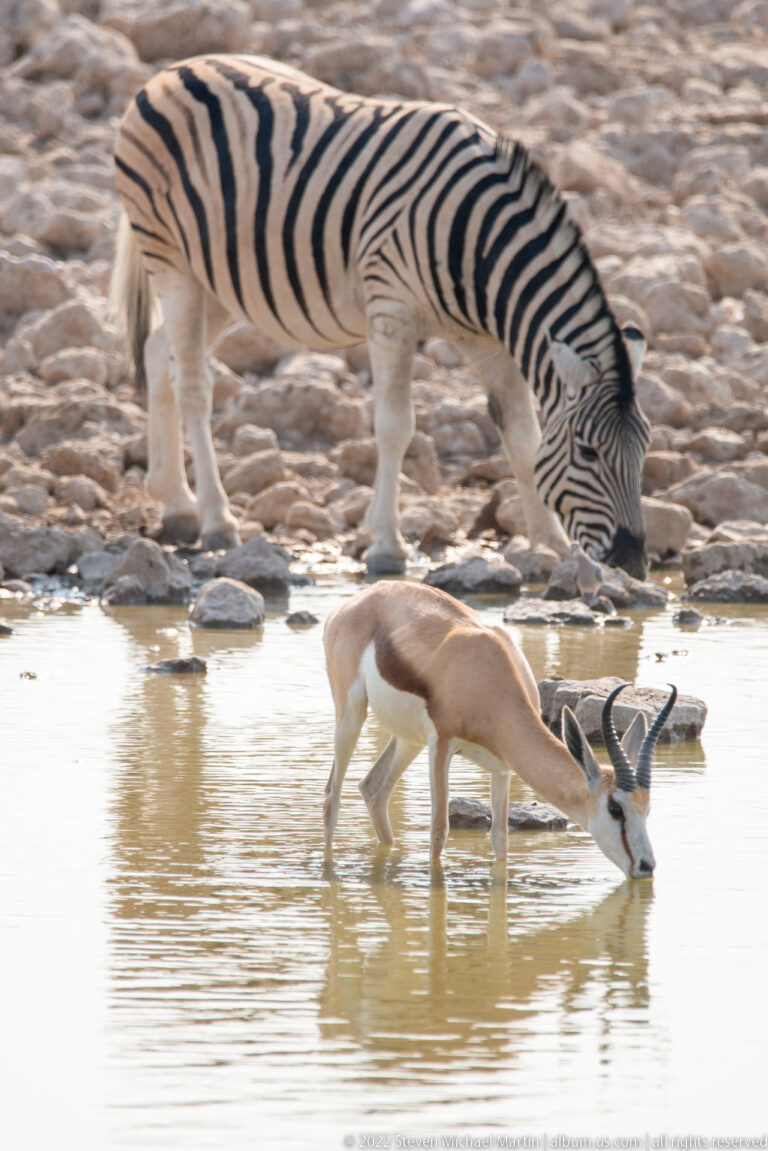 Horned springbok drinking in shallow water with a plains zebra also drinking behind it near the rocky shore.