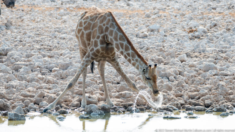 Single giraffe drinking with forelegs spread wide and neck lowered steeply to the water against a pale rocky bank.