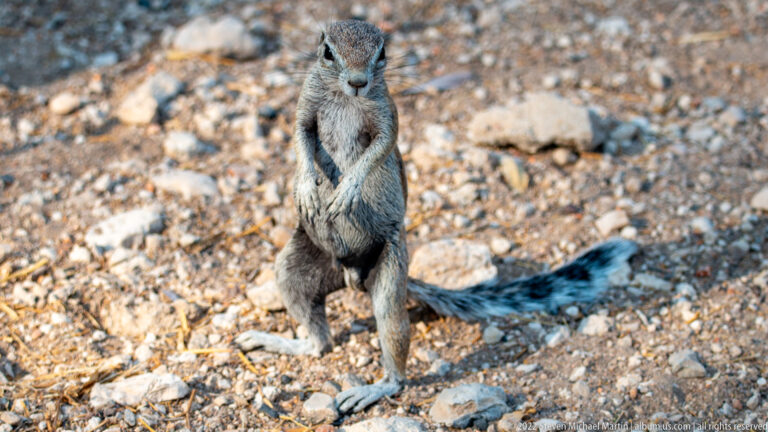Cape ground squirrel standing upright on hind legs with forepaws held to its chest and long bushy tail stretched behind.