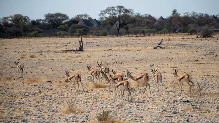 Herd of springbok with curved dark horns standing and walking across a pale, rocky Etosha plain.