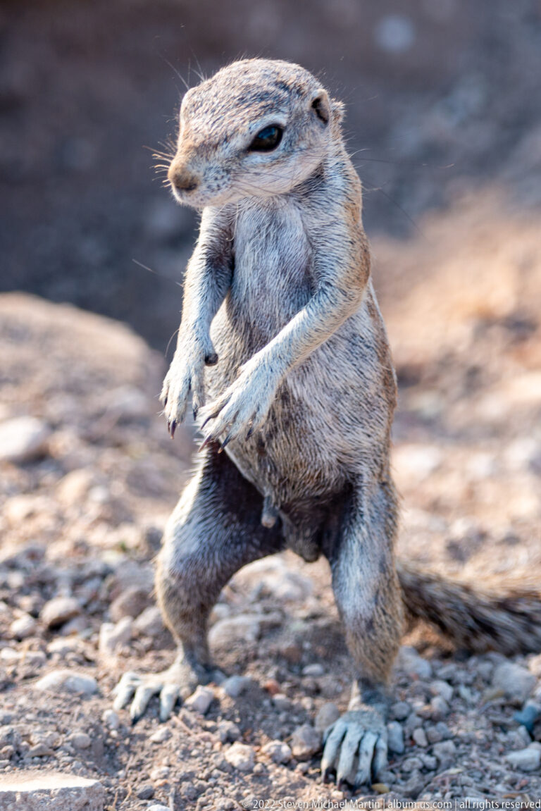Cape ground squirrel seated on dry ground while grooming its chest, with short ears, grizzled fur, claws, and bushy tail visible.
