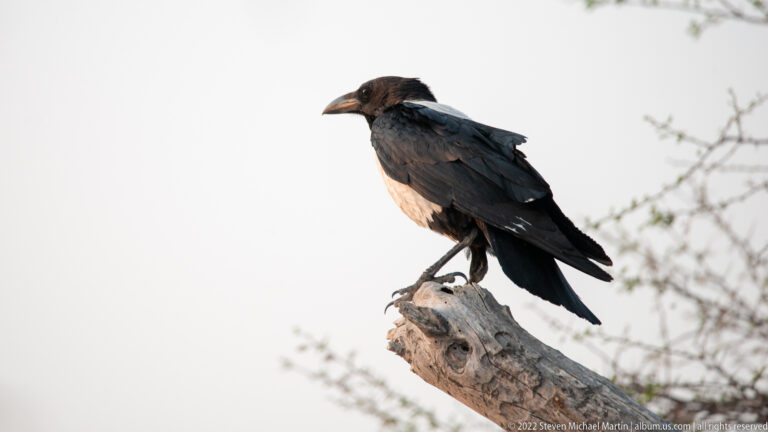 Large black crow-like bird perched in profile on a weathered branch against a pale sky.