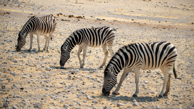 Three plains zebras grazing with heads down on pale, rocky ground.