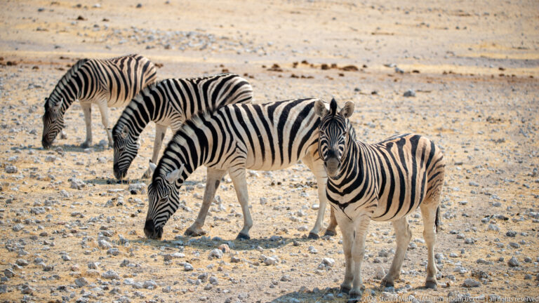 Four plains zebras on rocky ground, with three grazing and one standing alert toward the camera.