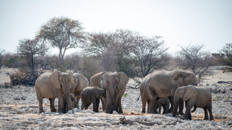 Group of African savanna elephants with several calves standing together on pale rocky ground.