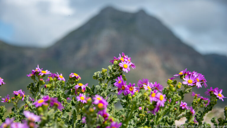Purple daisy-like flowers with yellow centers in sharp focus against a blurred mountain backdrop.