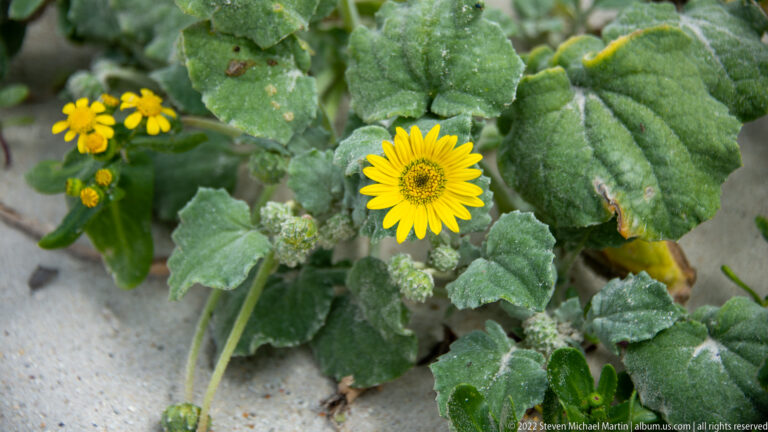 Single yellow daisy-like flower surrounded by broad fuzzy gray-green leaves and smaller buds on sandy ground.