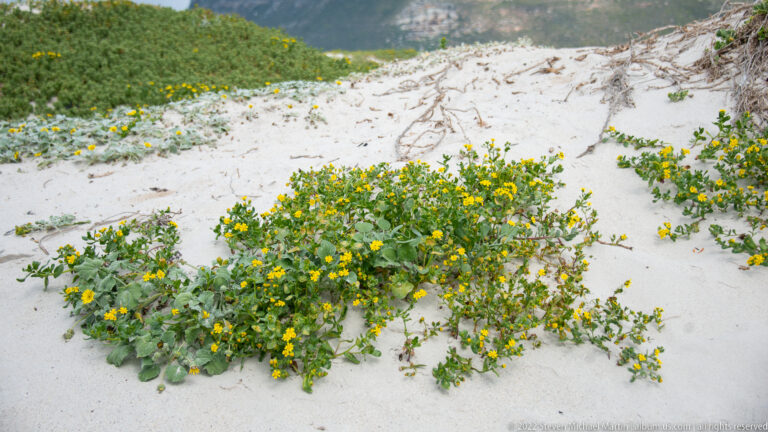 Low gray-green plants with many yellow flowers spreading across a white sandy dune.