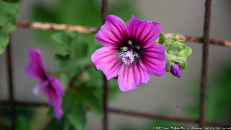 Bright pink five-petaled flower with dark center and pale pollen beside a rusted wire grid.