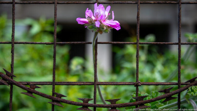 Small pink flower behind a rusted wire grid and barbed wire, with soft green vegetation beyond.