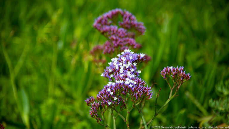 Cluster of tiny purple-and-white star-shaped flowers with reddish buds against a blurred green background.