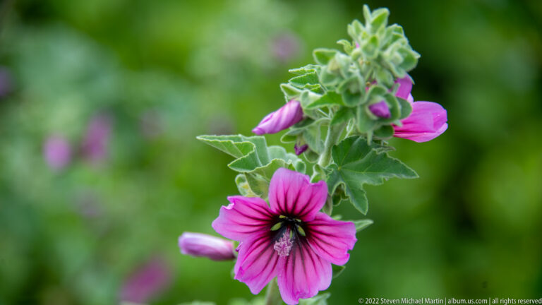 Bright pink dark-centered flower on a stem with several buds and fuzzy lobed green leaves.