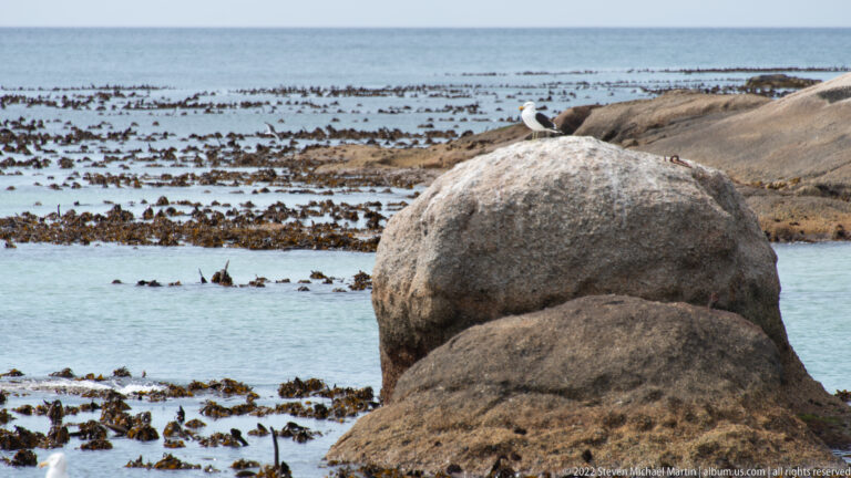 African penguin standing on a rounded granite boulder above kelp-covered shallow water.