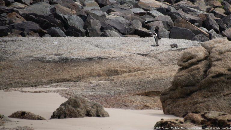 Two African penguins standing apart on a broad granite shelf above a small sandy inlet.