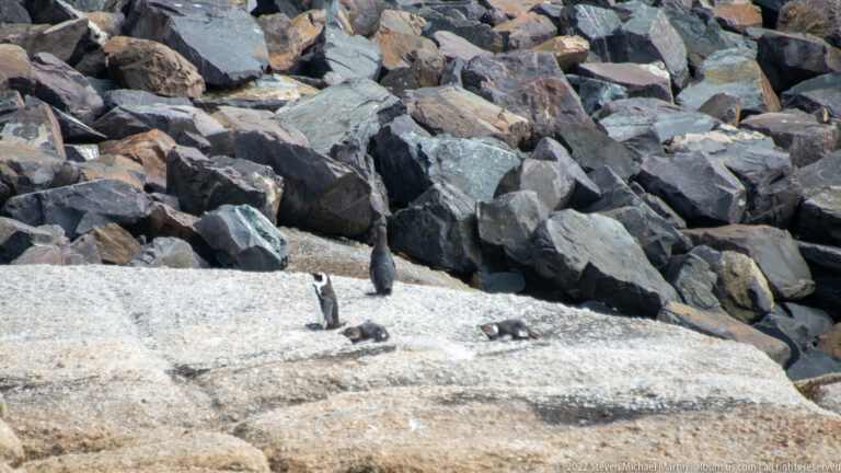 Several African penguins on a pale rock shelf below a bank of angular gray stones.