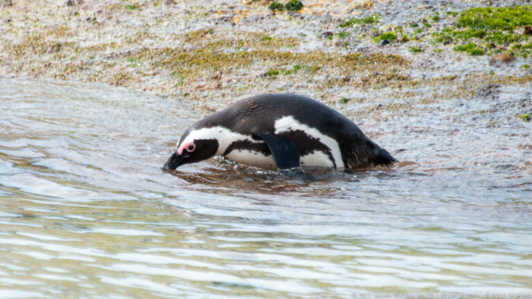African penguin bending forward in shallow water near shore, with ripples around its body.