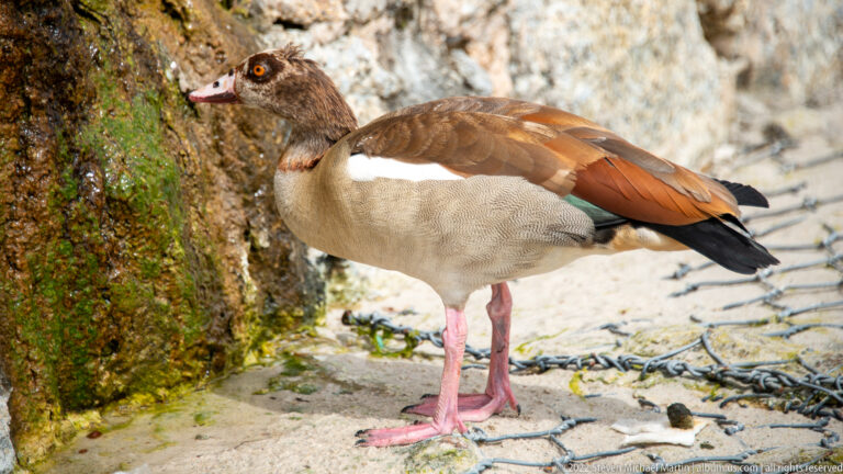 Egyptian goose standing in profile on sand beside a mossy rock, showing brown, buff, white, and black plumage.
