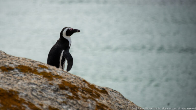 African penguin standing upright on sloping granite against a softly blurred blue-gray sea.