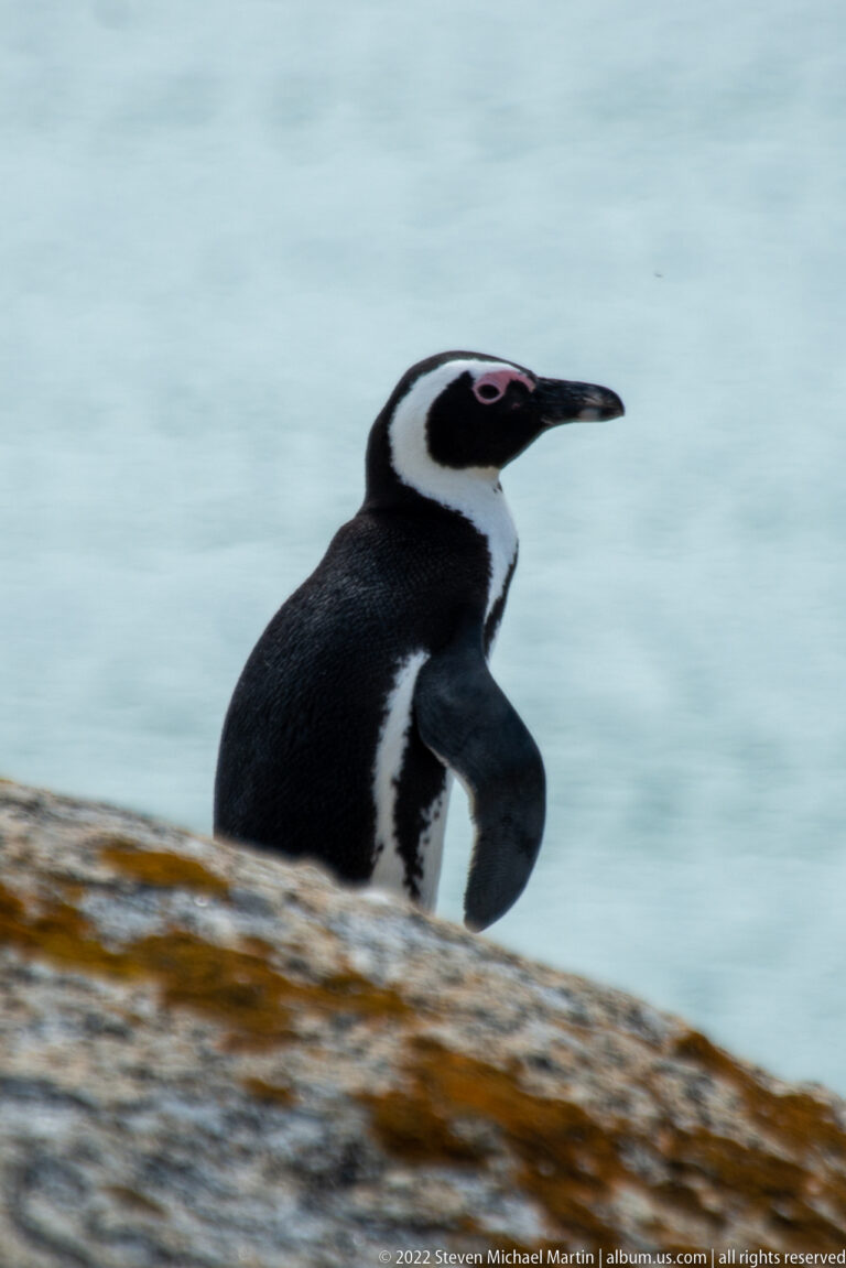 Side profile of an African penguin leaning forward while moving across smooth granite above the sea.