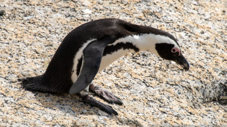 African penguin crouched low on sunlit granite with feet forward, flippers at its sides, and head slightly lowered.