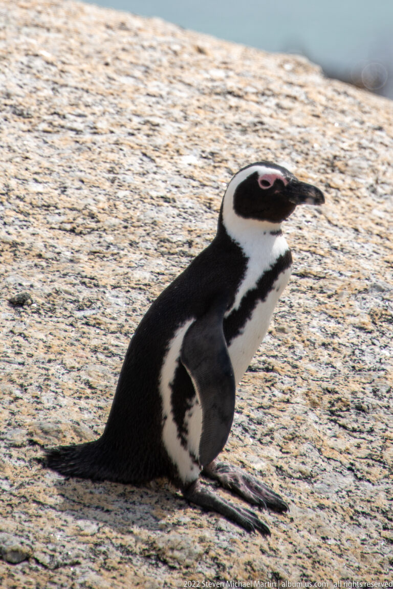 African penguin sitting upright on granite with feet extended forward and tail resting flat behind.
