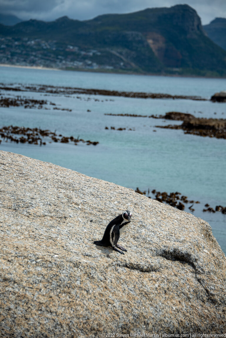 Small African penguin on a broad granite shelf overlooking calm False Bay, kelp beds, and distant mountains.