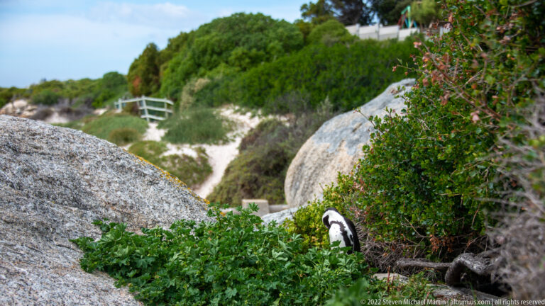 African penguin partly hidden in dense coastal shrubs between granite boulders near a sandy path.