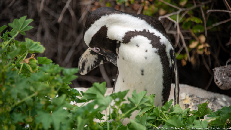African penguin bending its head to preen its chest while standing among dense green shrubs.