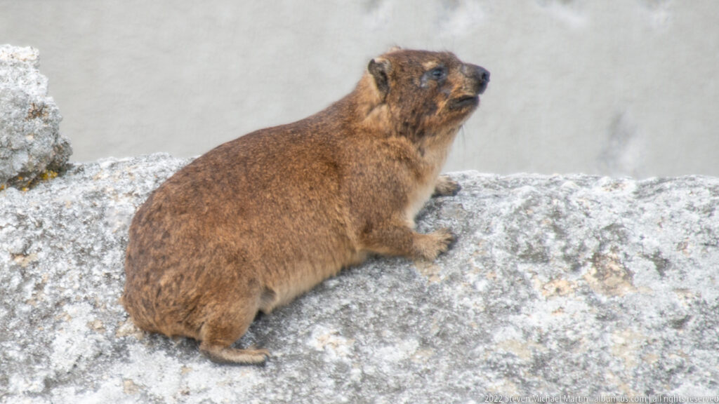 Brown rock hyrax sitting on pale granite, with rounded ears, short muzzle, and compact body visible in profile.